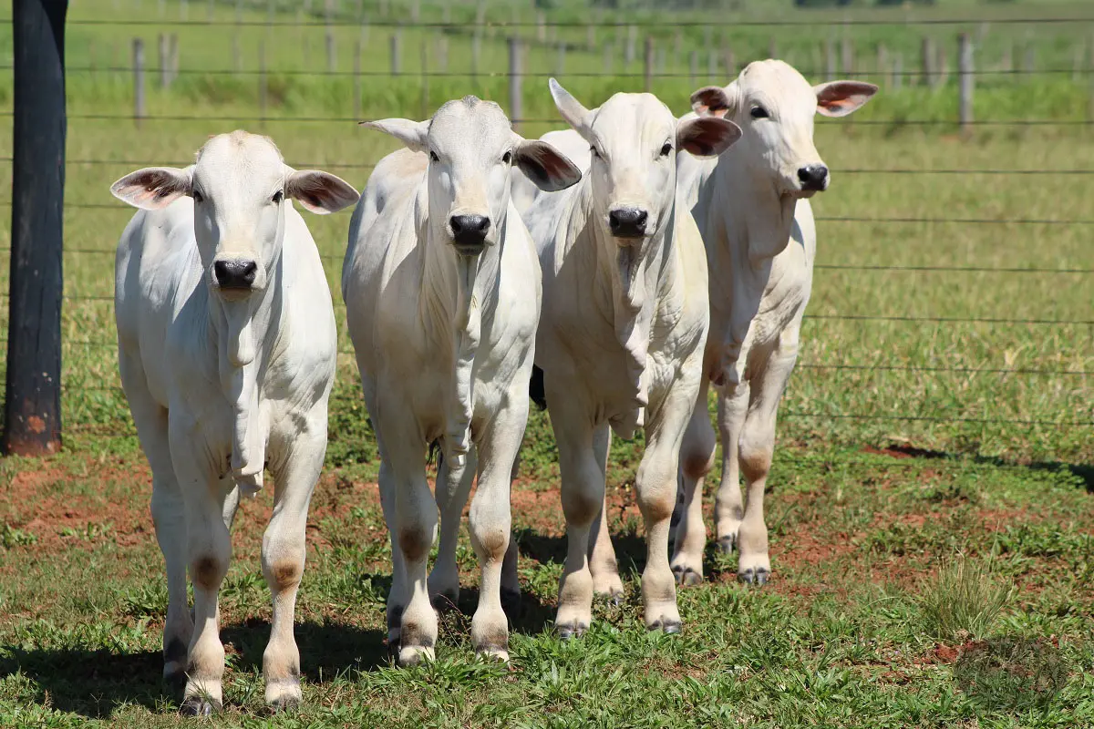 Pecuária de cria em Mato Grosso é impulsionada por exportações recordes e alta do bezerro  